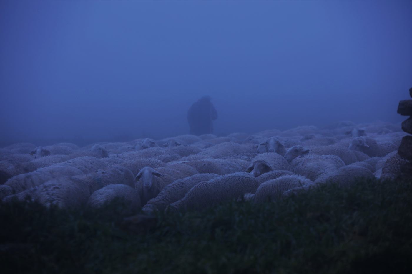 Rebaño entre la niebla en las Bardenas Reales